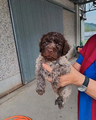 Lagotto Romagnolo Cucciolo
