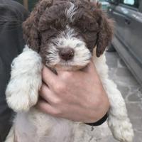 Cuccioli Lagotto Romagnolo con pedigree