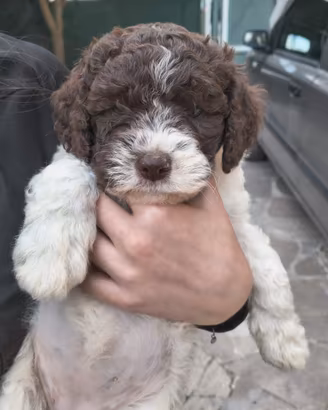 Cuccioli Lagotto Romagnolo con pedigree