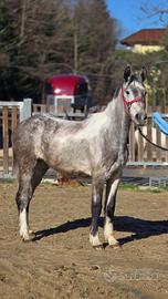 Cavalla Paint