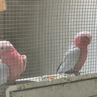 Cacatua roseicapilla