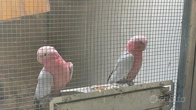 Cacatua roseicapilla