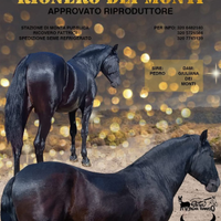 Cavallo Murgese