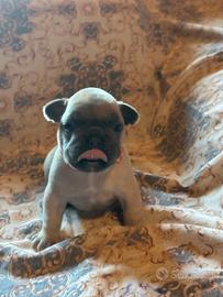 Bulldog francese blu fawn cucciolo