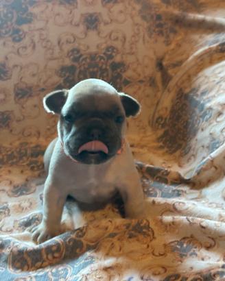 Bulldog francese blu fawn cucciolo