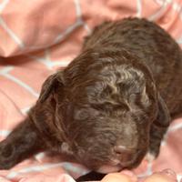 Cuccioli di Lagotto