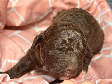 Cuccioli di Lagotto