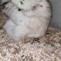 Pulcinotti e galline moroseta