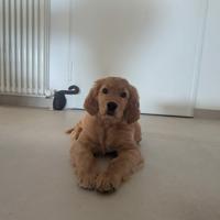 Golden Retriever Americano