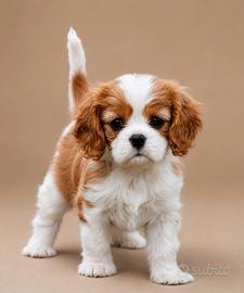 Cuccioli cavalier king