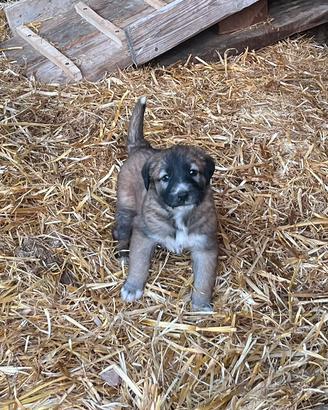 Cuccioli Pastore Asia Centrale