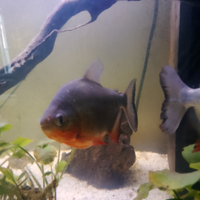 Piranha colossoma