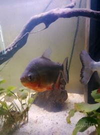 Piranha colossoma