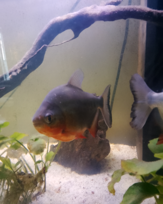 Piranha colossoma