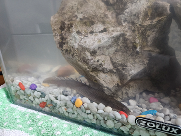 Pesci Anguilla acquario