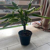 dracena studeri baby