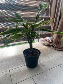 dracena studeri baby