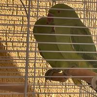 Parrocchetto dal collare