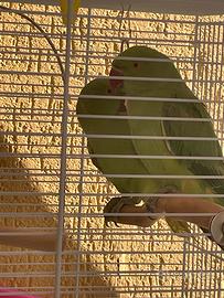 Parrocchetto dal collare