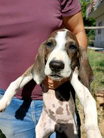 Cuccioli di segugio