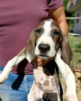 Cuccioli di segugio