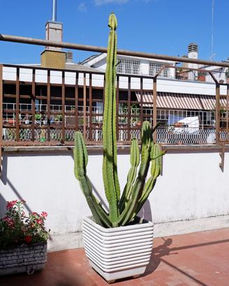 Cactus Cereo del Perù adulto (15 anni) con vaso