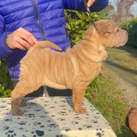 Shar Pei femmine Pedigree