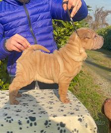 Shar Pei femmine Pedigree