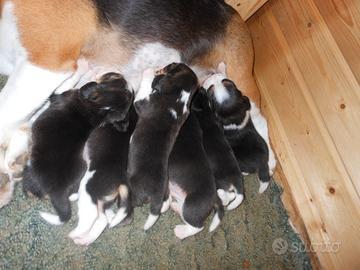Cuccioli Beagle Tricolore