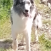 Border collie