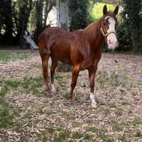 Quarter Horse da Team Penning