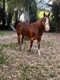 Quarter Horse da Team Penning