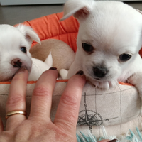 Maschietti chihuahua