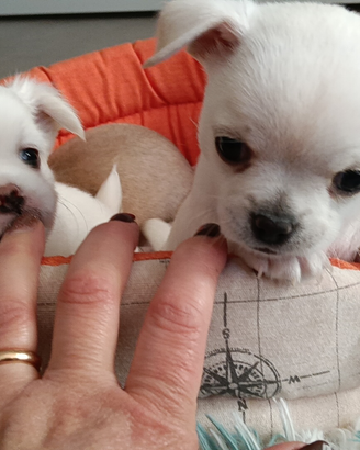 Maschietti chihuahua