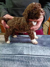 Lagotto romagnolo