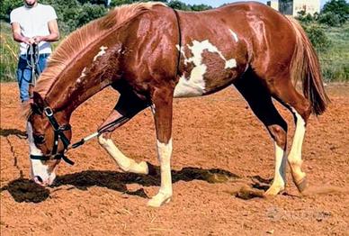 Cavallo " puledro" PAINT