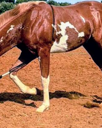 Cavallo " puledro" PAINT