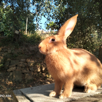 Coniglia fulva di borgogna