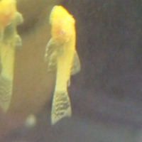 Ancystrus Gold e neri pesci tropicali