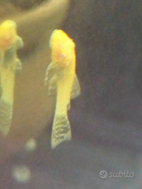 Ancystrus Gold e neri pesci tropicali