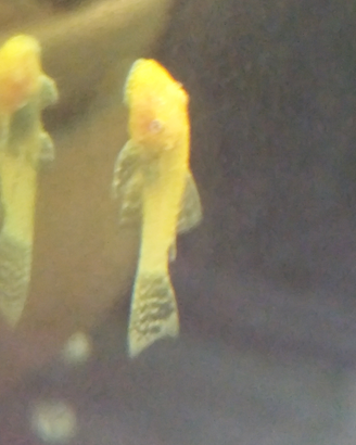 Ancystrus Gold e neri pesci tropicali