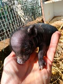 Mini pig