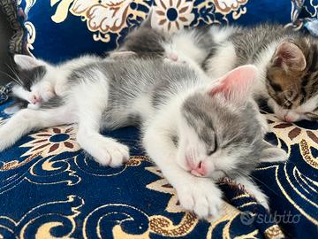 Gatti europei