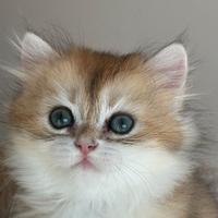 British shortair da coccolare