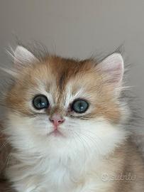 British shortair da coccolare