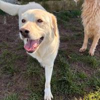 Cane in adozione tg media simil labrador