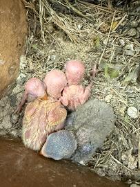 Pulli di inseparabile Fischer