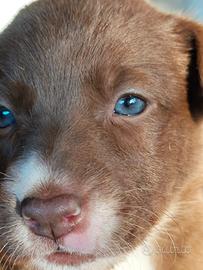 Border collie