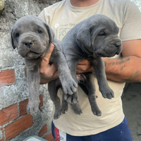 ?cuccioli di cane corso grigi?