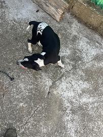Cucciolo di amstaf
